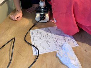 Students looking at water samples